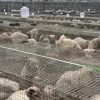 China’s Counterfeit Meat Crisis Grows as Fox and Raccoon Carcasses Sold as Beef and Mutton