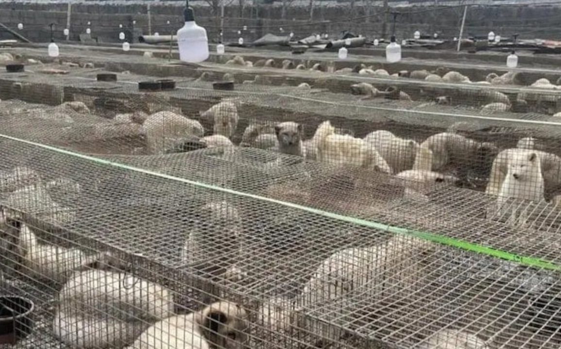 China’s Counterfeit Meat Crisis Grows as Fox and Raccoon Carcasses Sold as Beef and Mutton