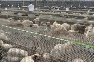 China’s Counterfeit Meat Crisis Grows as Fox and Raccoon Carcasses Sold as Beef and Mutton