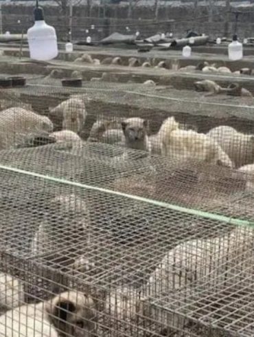 China’s Counterfeit Meat Crisis Grows as Fox and Raccoon Carcasses Sold as Beef and Mutton