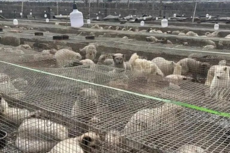 China’s Counterfeit Meat Crisis Grows as Fox and Raccoon Carcasses Sold as Beef and Mutton