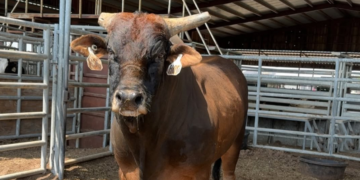 Dana White’s Bull Riding Passion Surges as His Champion Playmate Charges Toward PBR World Finals